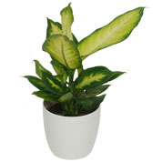 Dieffenbachia 'Camilla' + White Cachepot